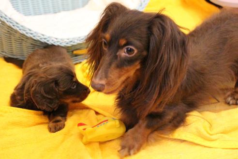 販売中のカニンヘンダックスフンド(ロングヘアード)の親犬
